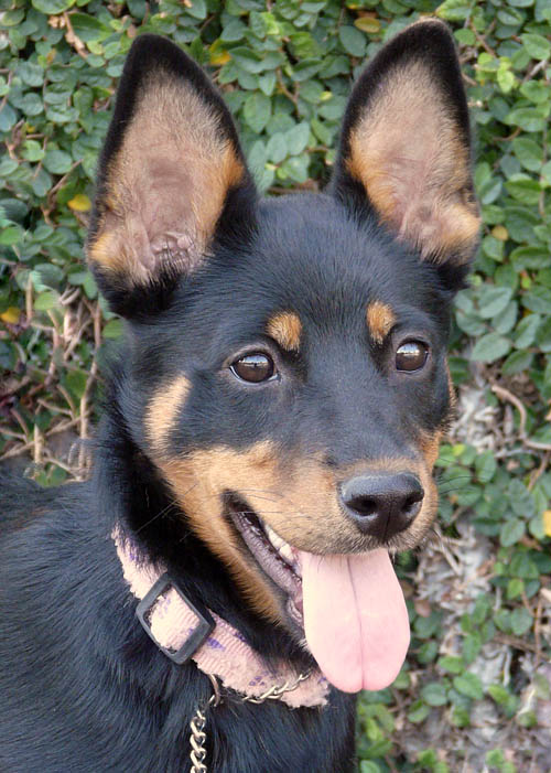 Miniature pinscher and store german shepherd mix